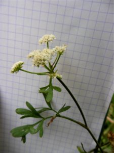 Oenanthe foucaudii Tess., 1884