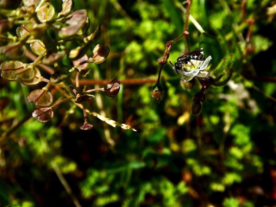 Spergula arvensis L., 1753