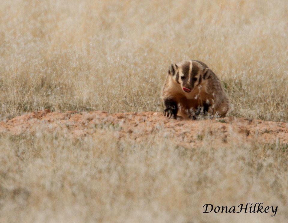 Badger