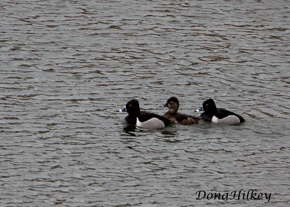 Ring-necked Ducks Marvine Creek April 8, 2017