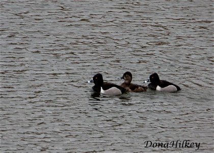 Ring-necked Ducks Marvine Creek April 8, 2017 photo