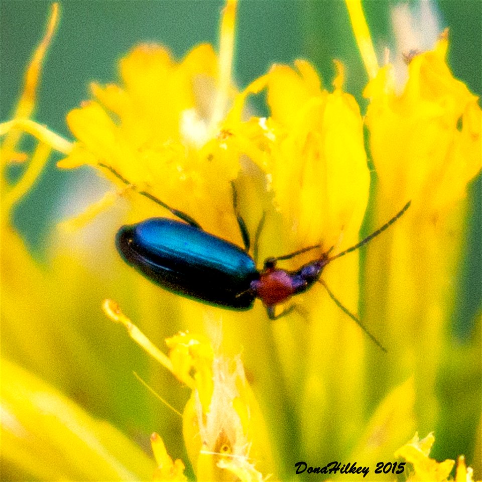 Tribe Lebiini a member of Ground Beetles