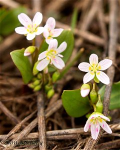 Western Spring Beauty