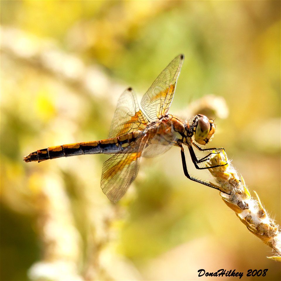 Band-winged Meadowhawk