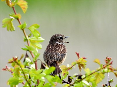 Zingende roodborsttapuit
