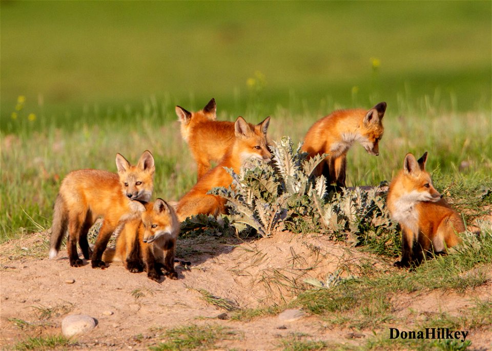 Foxes