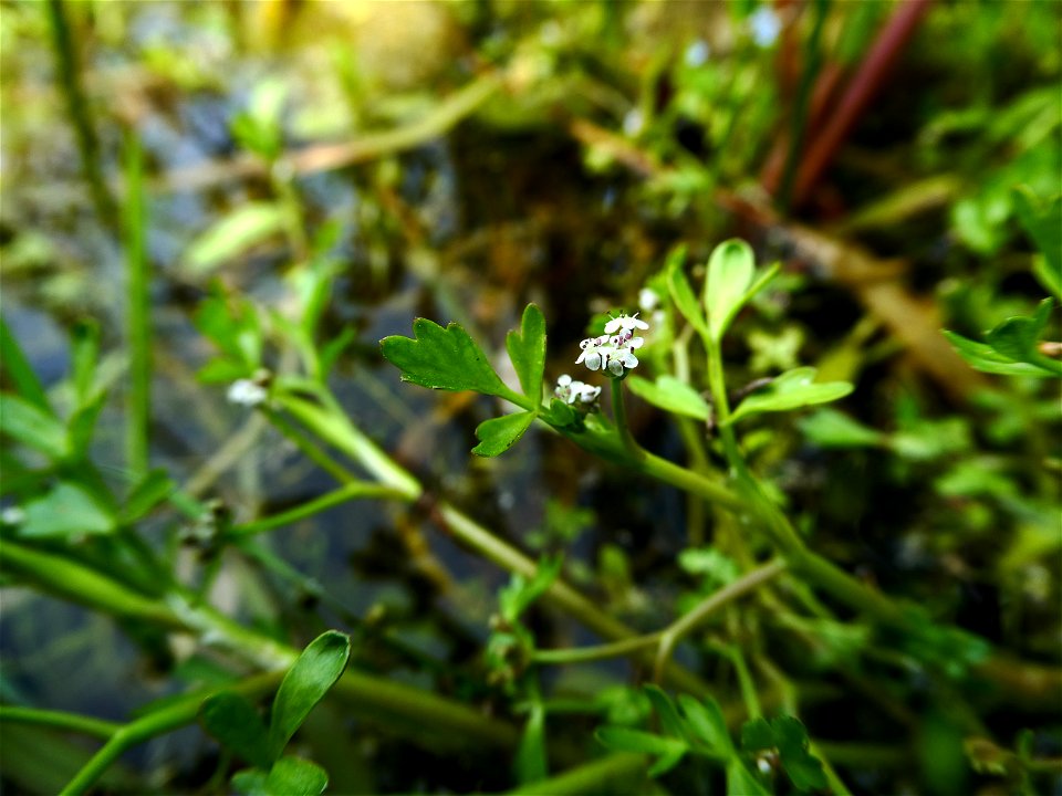 Helosciadium inundatum (L.) W.D.J.Koch, 1824