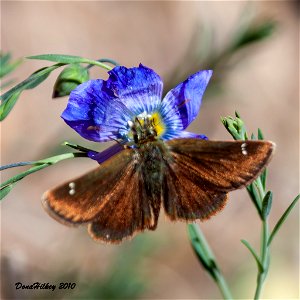 Russet Skipperling