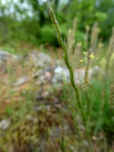 Micropyrum tenellum (L.) Link, 1844