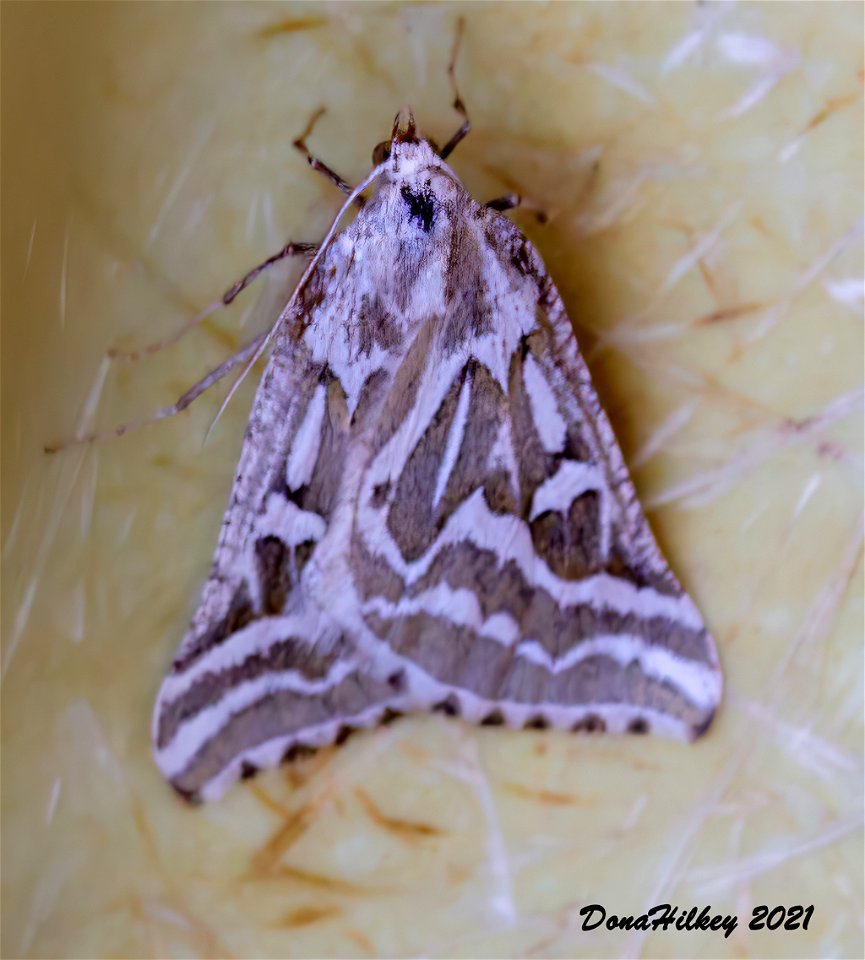 Sagebrush Girdle 7june2012 Kates