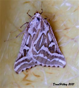 Sagebrush Girdle 7june2012 Kates