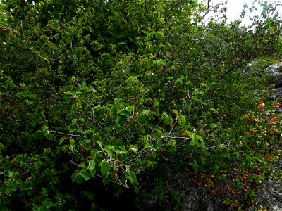 Amelanchier ovalis Medik., 1793