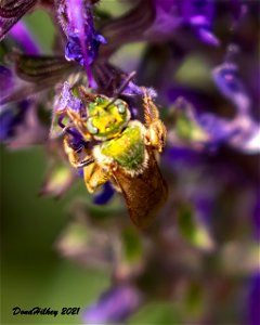 Striped Sweat Bee