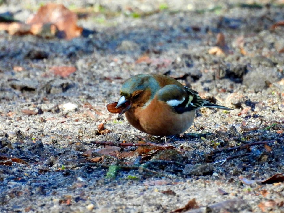 Vink met beukennoot