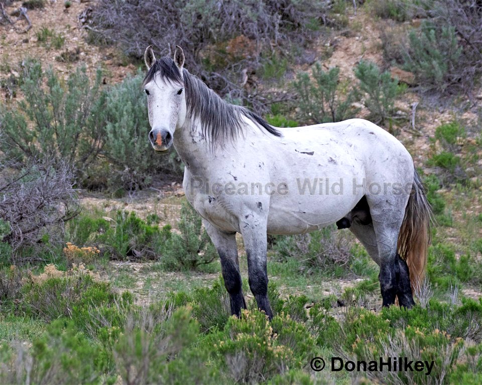 Piceance Wild Horses