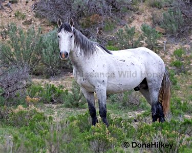 Piceance Wild Horses