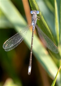 Spotted Spreadwing photo