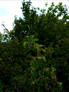 Amelanchier ovalis Medik., 1793