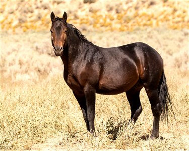 web-bay-stallion-aug2019