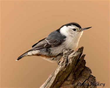 White-breasted Nuthatch