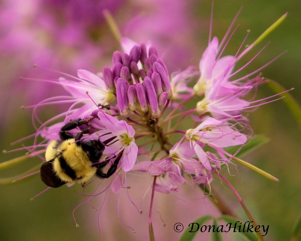 Yellow Bumble Bee photo