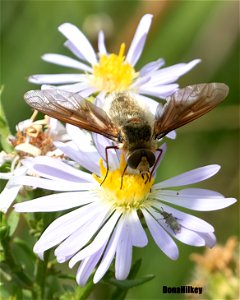 Beefly, Poecilanthrax sp.