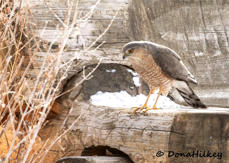 Sharp-shinned Hawk