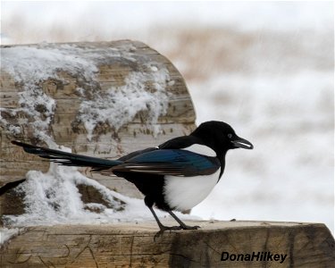 Black-billed Magpie photo