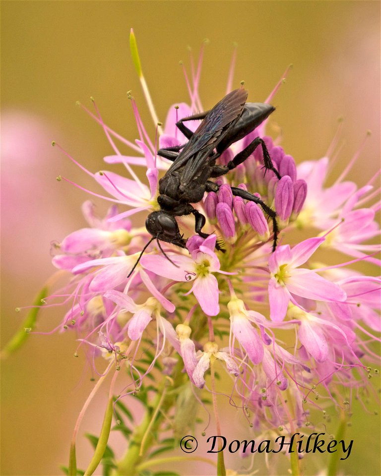 Tribe Prionychini a member of Thread-waisted Wasps Family Sphecidae