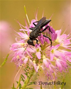 Tribe Prionychini a member of Thread-waisted Wasps Family Sphecidae