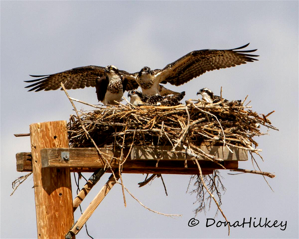 Osprey