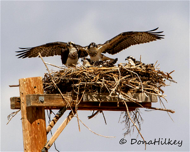 Osprey photo