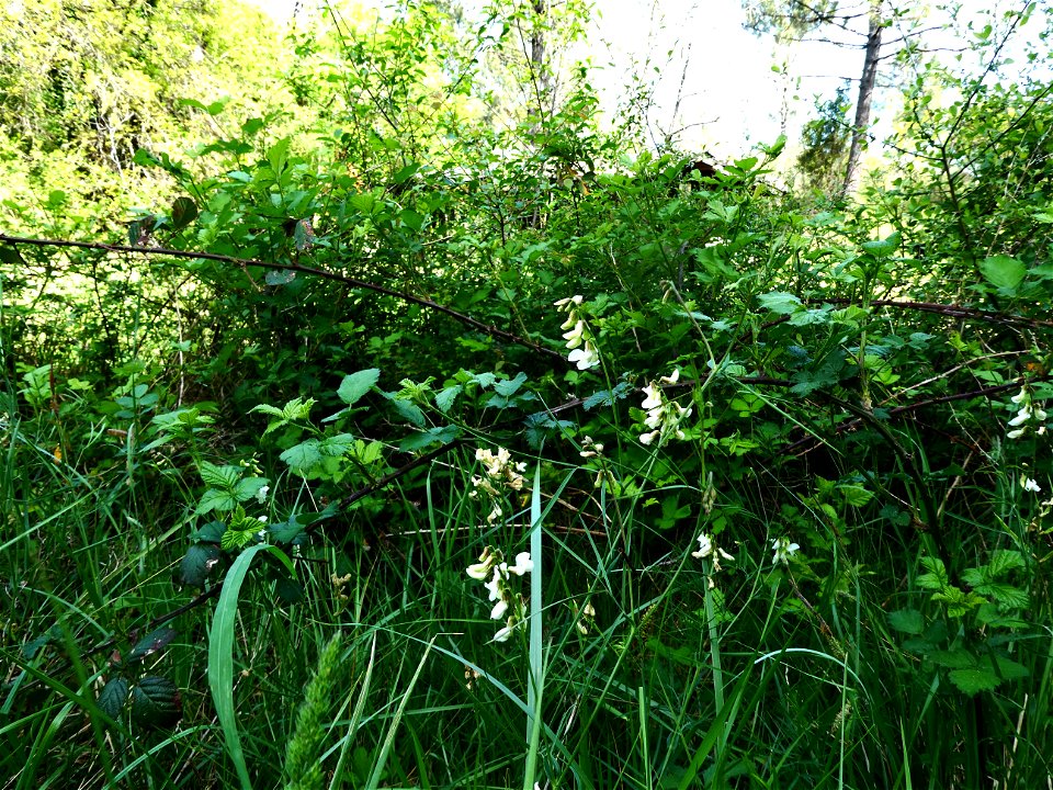 Lathyrus pannonicus (Jacq.) Garcke, 1863
