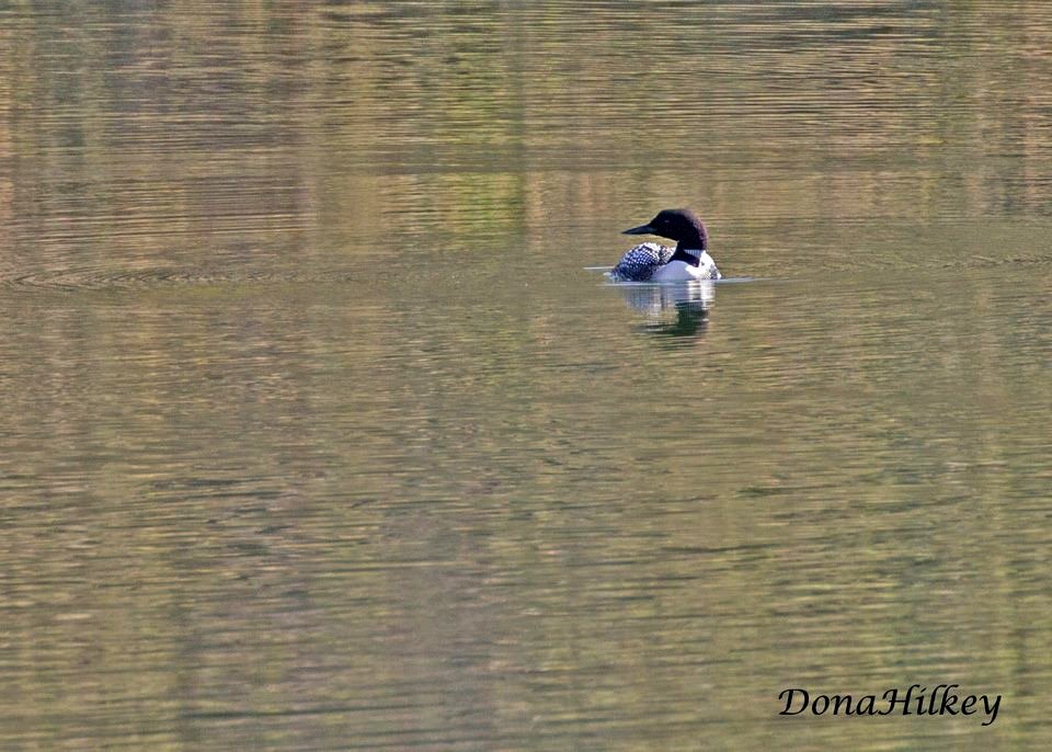 Common Loon. There were four of them on Lake Avery April 15, 2017