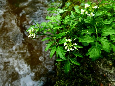 Cardamine flexuosa With., 1796