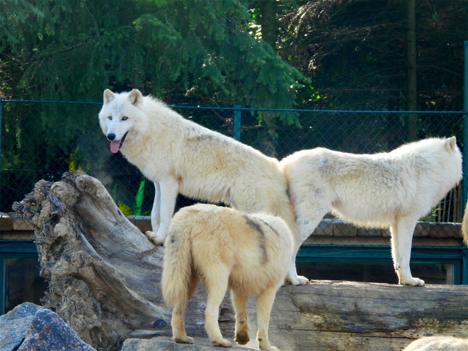 Wolven
