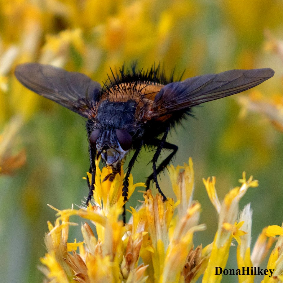 Spiny Tachina Fly