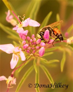 Square-headed Wasp