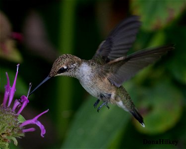 Black-chinned Hummingbird