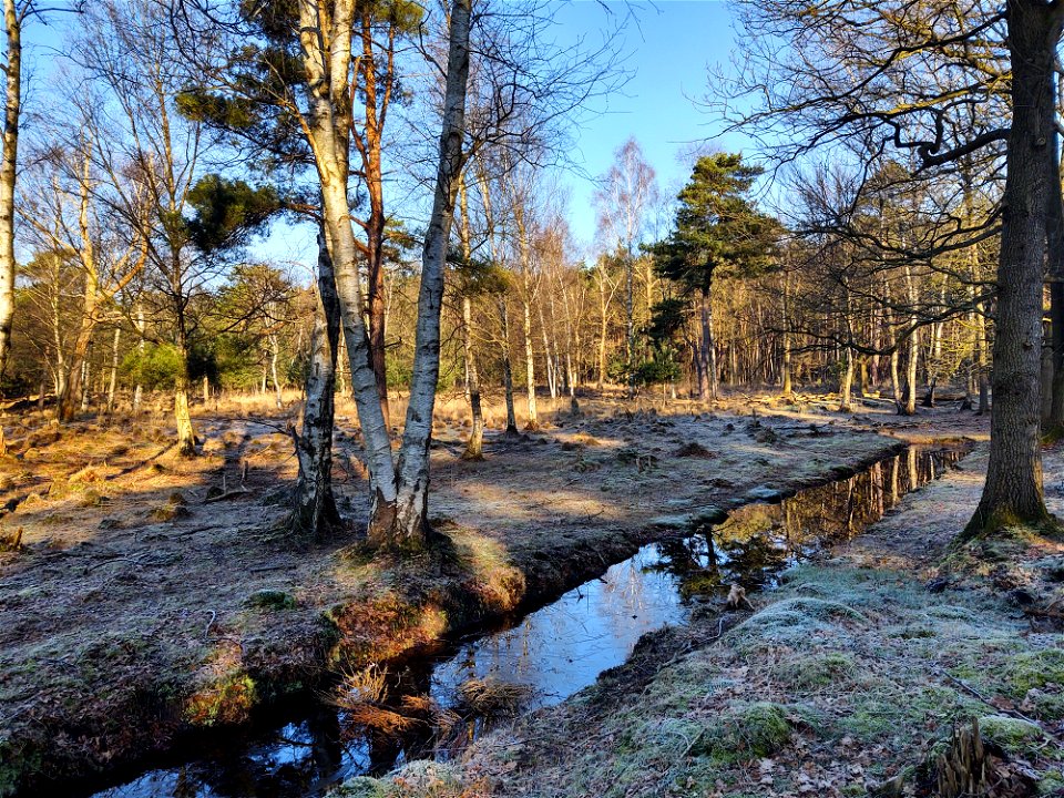 Leersumsche veld