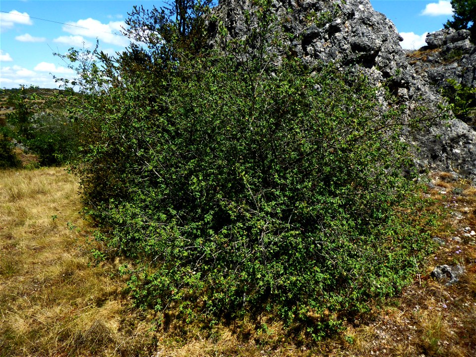 Amelanchier ovalis Medik., 1793