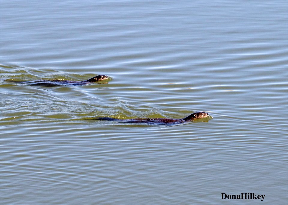 North American River Otter