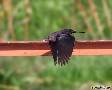 Brewer's Blackbird