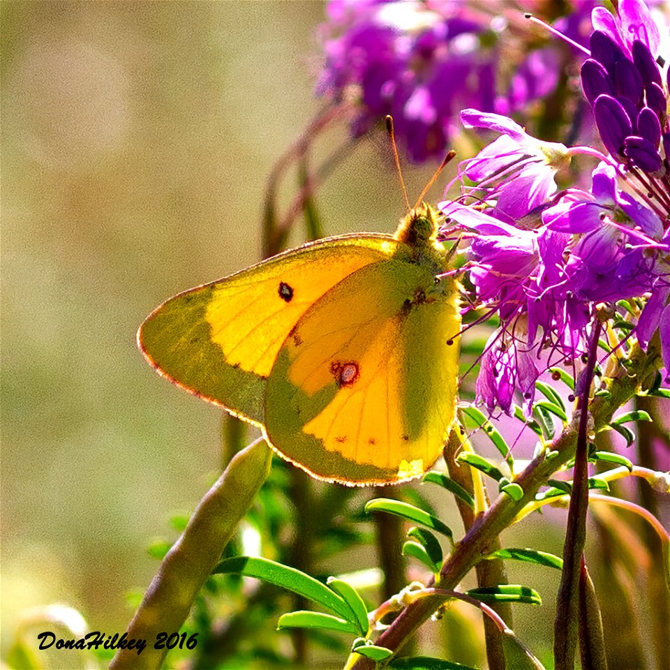 Orange Sulphur e