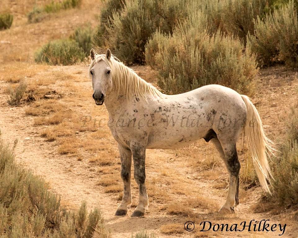 Piceance Wild Horses