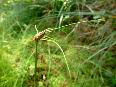 Eleocharis multicaulis (Sm.) Desv., 1818