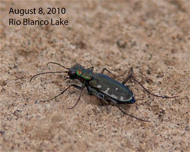 IMG_6473-#4-8aug2010-RBLake-