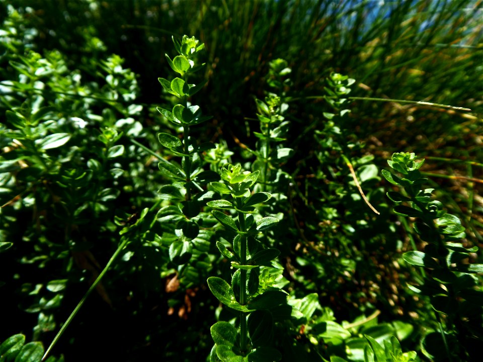 Cruciata glabra (L.) Ehrend., 1958