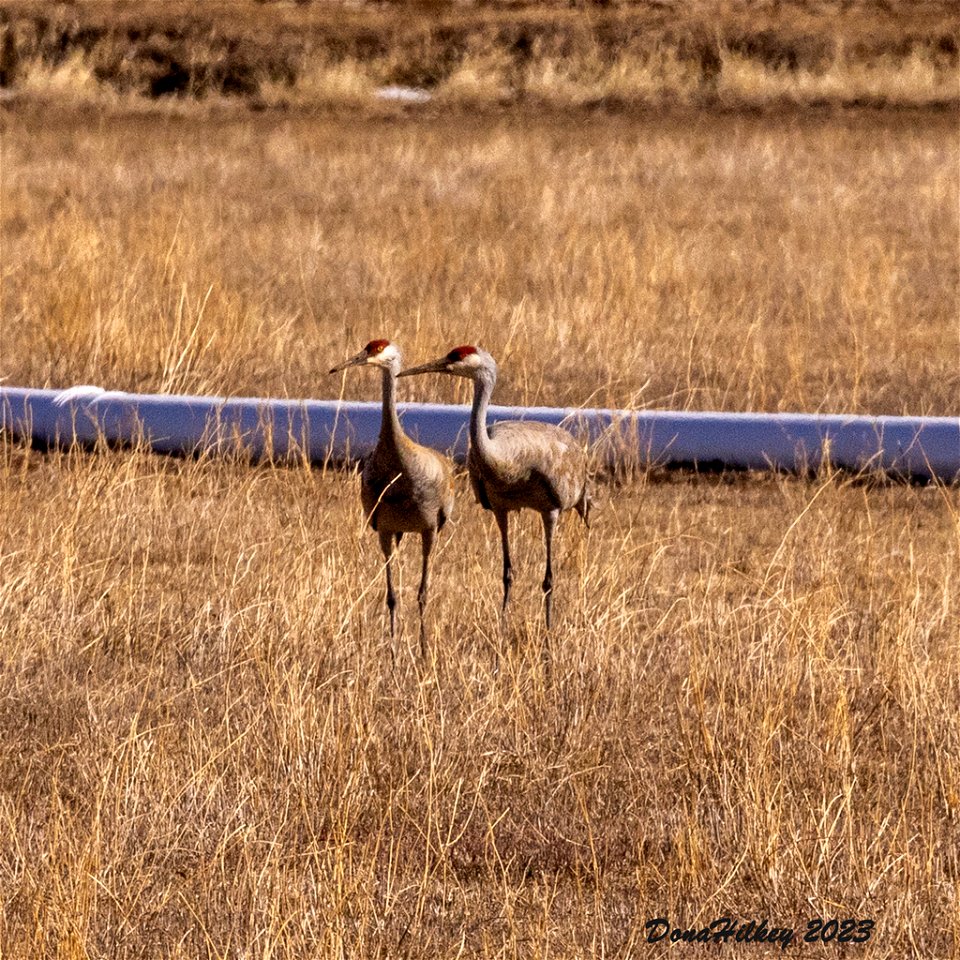 Sandhilll Crane