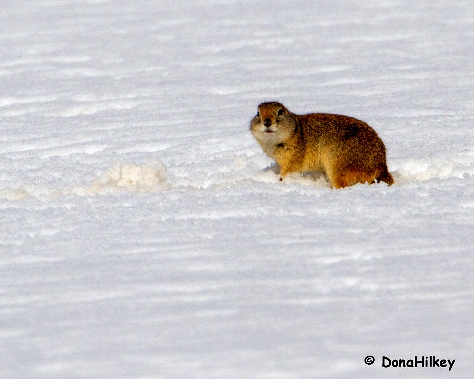 Wyoming-GRound-squirrel-CR-7-Rio-Blanco-23marc2019